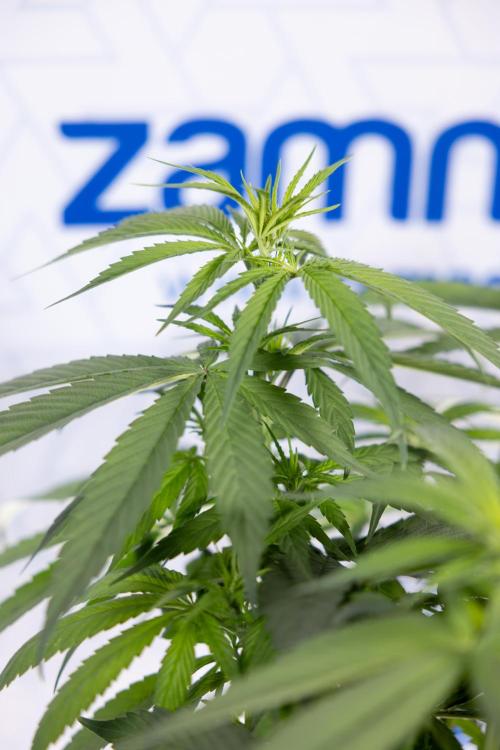 Power Plant - Zamnesia & B&B. Week 8 - Power Plant - Topping x 16 - 1st Week Bloom