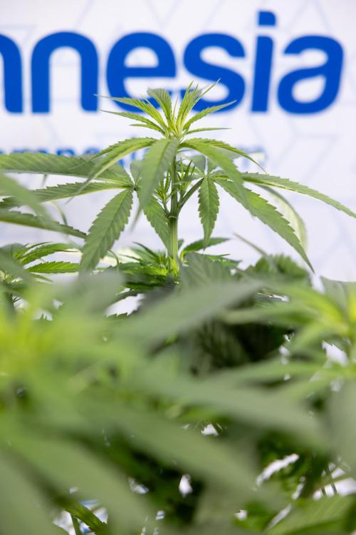 Power Plant - Zamnesia & B&B. Week 8 - Power Plant - Topping x 16 - 1st Week Bloom