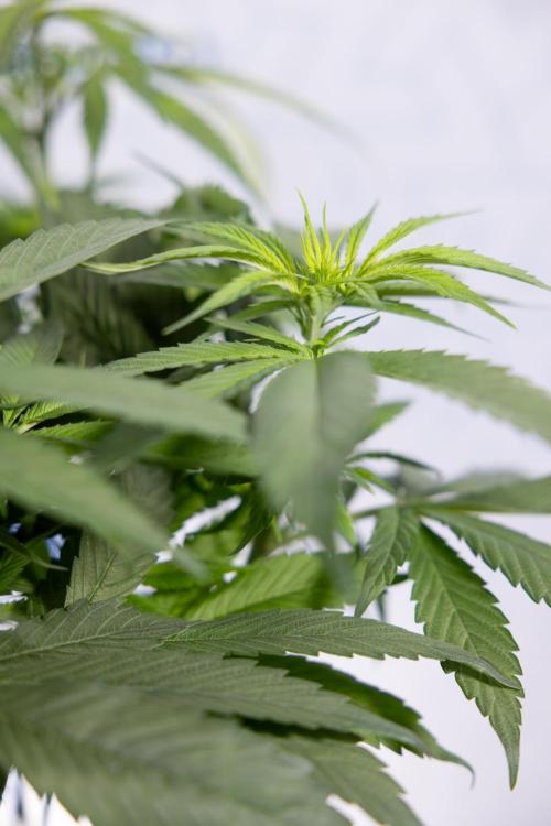 Power Plant - Zamnesia & B&B. Week 8 - Power Plant - Topping x 16 - 1st Week Bloom