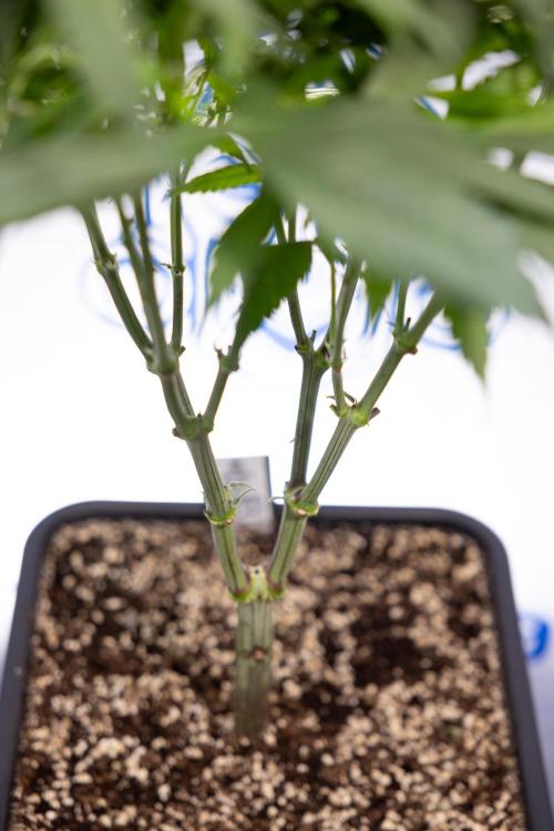 Power Plant - Zamnesia & B&B. Week 8 - Power Plant - Topping x 16 - 1st Week Bloom