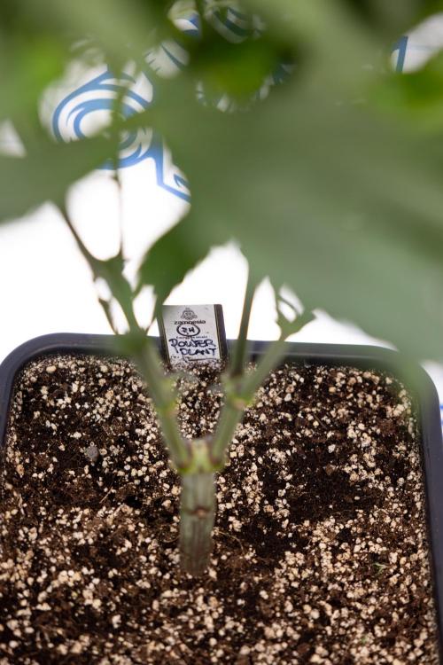 Power Plant - Zamnesia & B&B. Week 8 - Power Plant - Topping x 16 - 1st Week Bloom