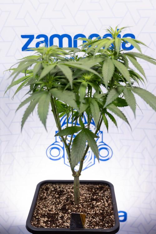 Power Plant - Zamnesia & B&B. Week 8 - Power Plant - Topping x 16 - 1st Week Bloom