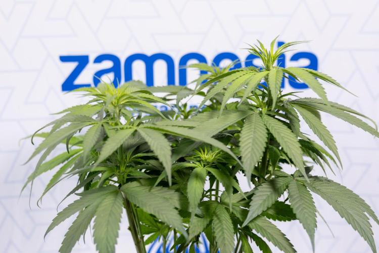 Power Plant - Zamnesia & B&B. Week 8 - Power Plant - Topping x 16 - 1st Week Bloom