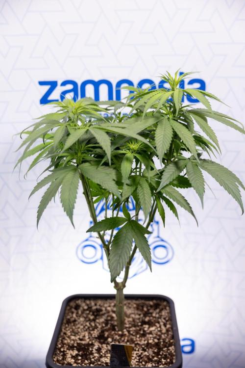 Power Plant - Zamnesia & B&B. Week 8 - Power Plant - Topping x 16 - 1st Week Bloom