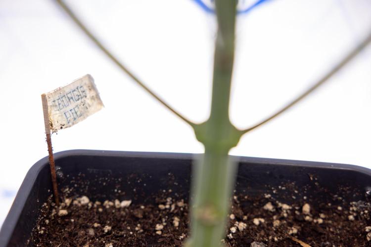 Georgia Pie #3 - Zamnesia x B&B. Week 6 - Georgia Pie #3 - No Techniques - 1st Week Bloom