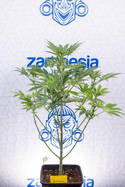 Georgia Pie #3 - Zamnesia x B&B. Week 6 - Georgia Pie #3 - No Techniques - 1st Week Bloom