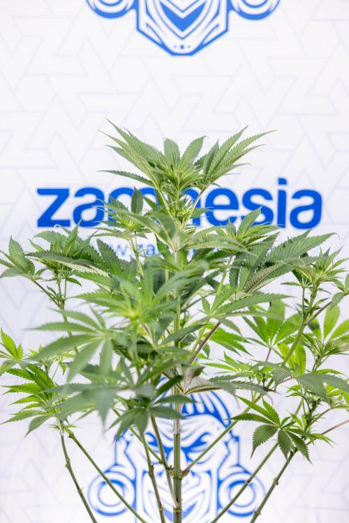 Georgia Pie #3 - Zamnesia x B&B. Week 6 - Georgia Pie #3 - No Techniques - 1st Week Bloom