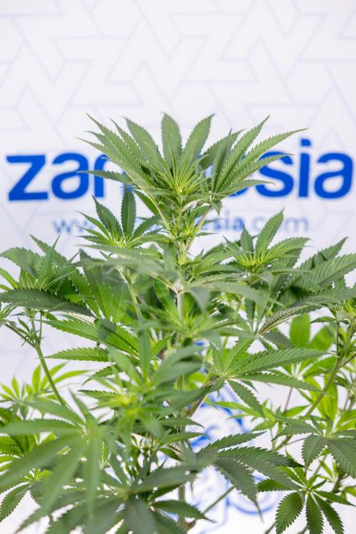 Georgia Pie #3 - Zamnesia x B&B. Week 6 - Georgia Pie #3 - No Techniques - 1st Week Bloom