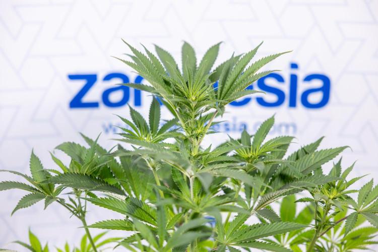 Georgia Pie #3 - Zamnesia x B&B. Week 6 - Georgia Pie #3 - No Techniques - 1st Week Bloom