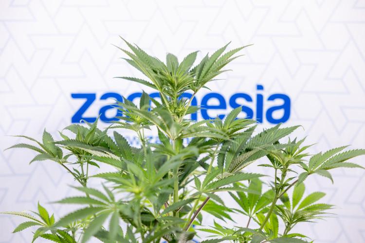 Georgia Pie #3 - Zamnesia x B&B. Week 6 - Georgia Pie #3 - No Techniques - 1st Week Bloom