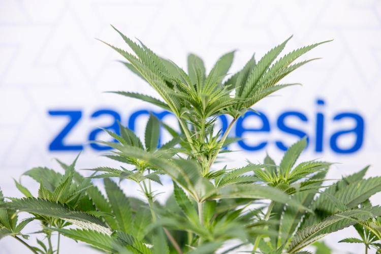 Georgia Pie #3 - Zamnesia x B&B. Week 6 - Georgia Pie #3 - No Techniques - 1st Week Bloom