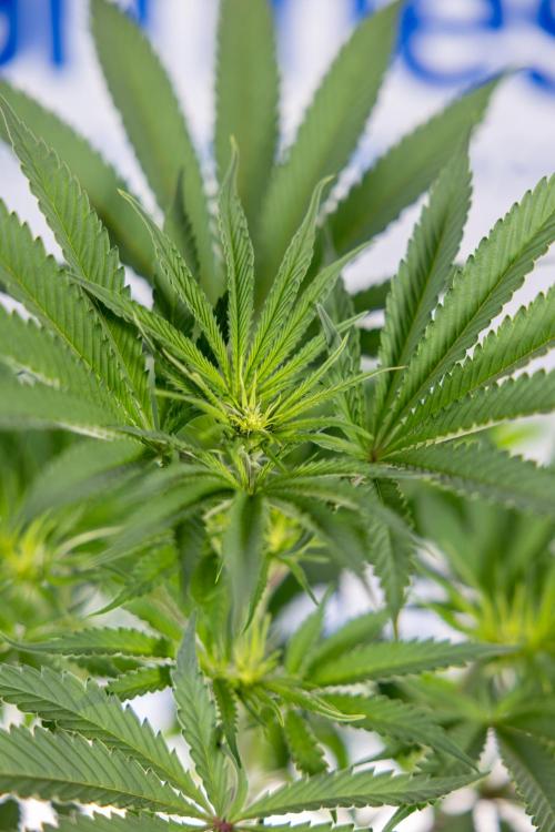 Georgia Pie #3 - Zamnesia x B&B. Week 6 - Georgia Pie #3 - No Techniques - 1st Week Bloom