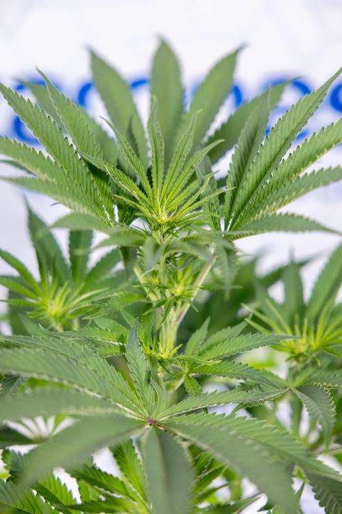 Georgia Pie #3 - Zamnesia x B&B. Week 6 - Georgia Pie #3 - No Techniques - 1st Week Bloom