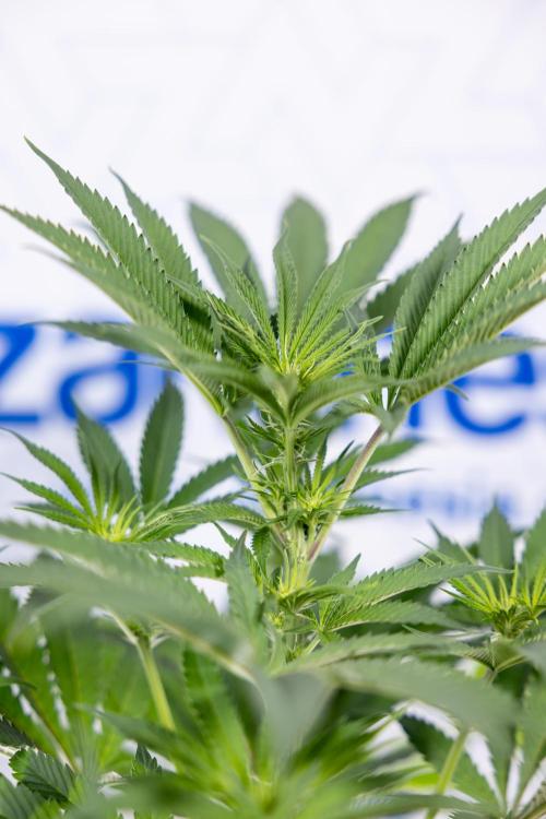 Georgia Pie #3 - Zamnesia x B&B. Week 6 - Georgia Pie #3 - No Techniques - 1st Week Bloom