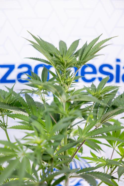 Georgia Pie #3 - Zamnesia x B&B. Week 6 - Georgia Pie #3 - No Techniques - 1st Week Bloom