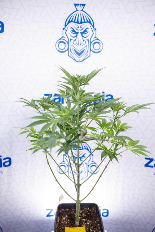 Georgia Pie #3 - Zamnesia x B&B. Week 6 - Georgia Pie #3 - No Techniques - 1st Week Bloom