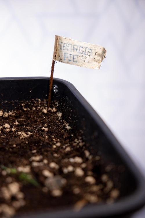 Georgia Pie #3 - Zamnesia x B&B. Week 6 - Georgia Pie #3 - No Techniques - 1st Week Bloom