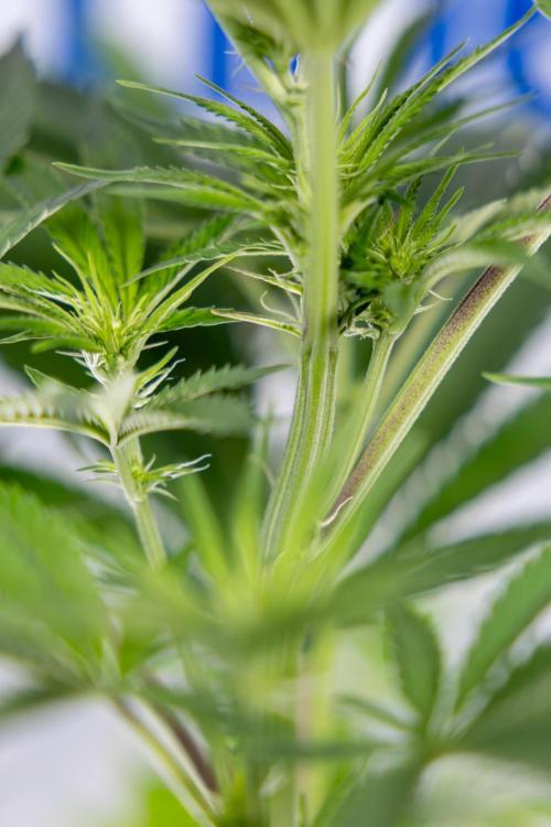 Georgia Pie #3 - Zamnesia x B&B. Week 6 - Georgia Pie #3 - No Techniques - 1st Week Bloom