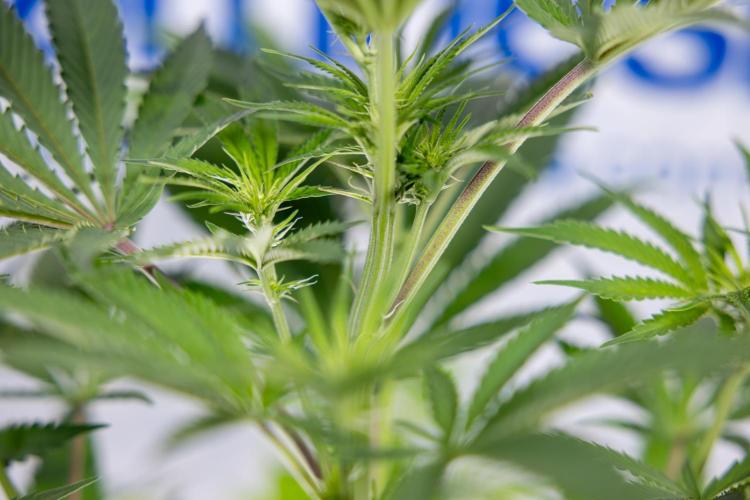 Georgia Pie #3 - Zamnesia x B&B. Week 6 - Georgia Pie #3 - No Techniques - 1st Week Bloom