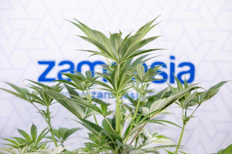 Georgia Pie #3 - Zamnesia x B&B. Week 6 - Georgia Pie #3 - No Techniques - 1st Week Bloom