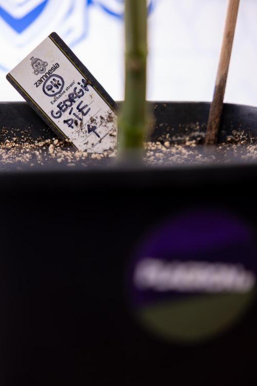 Georgia Pie #2 - Zamnesia x B&B. Week 8 - Georgia Pie #2 - No Techniques - 3rd Bloom