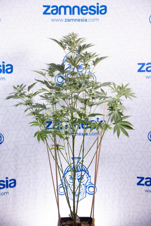 Georgia Pie #2 - Zamnesia x B&B. Week 8 - Georgia Pie #2 - No Techniques - 3rd Bloom