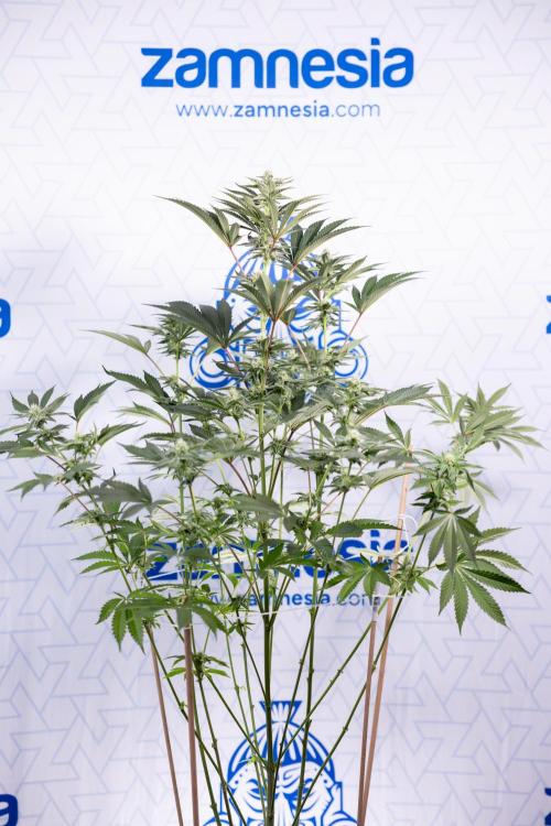 Georgia Pie #2 - Zamnesia x B&B. Week 8 - Georgia Pie #2 - No Techniques - 3rd Bloom