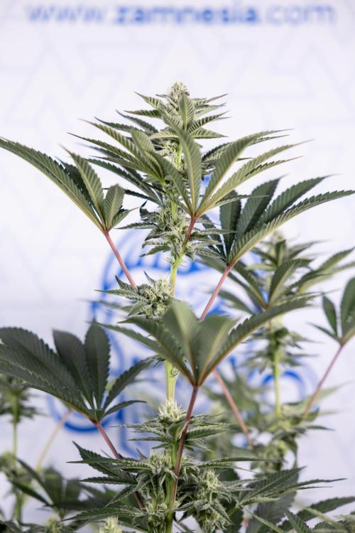 Georgia Pie #2 - Zamnesia x B&B. Week 8 - Georgia Pie #2 - No Techniques - 3rd Bloom