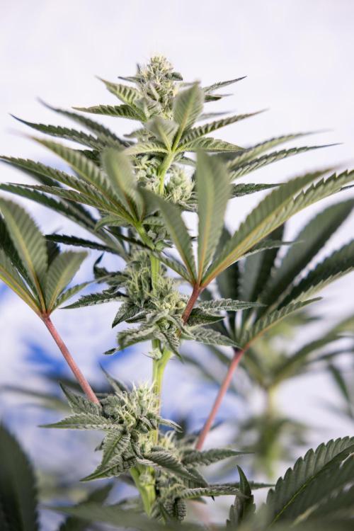 Georgia Pie #2 - Zamnesia x B&B. Week 8 - Georgia Pie #2 - No Techniques - 3rd Bloom