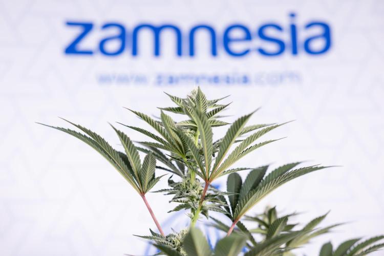 Georgia Pie #2 - Zamnesia x B&B. Week 8 - Georgia Pie #2 - No Techniques - 3rd Bloom