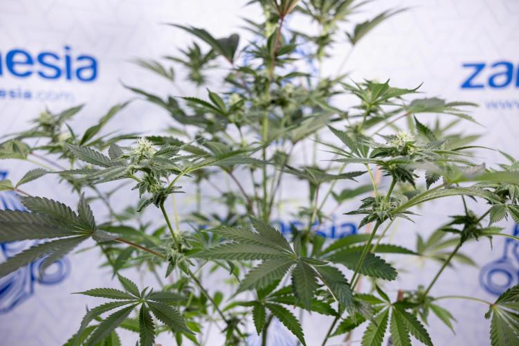 Georgia Pie #2 - Zamnesia x B&B. Week 8 - Georgia Pie #2 - No Techniques - 3rd Bloom