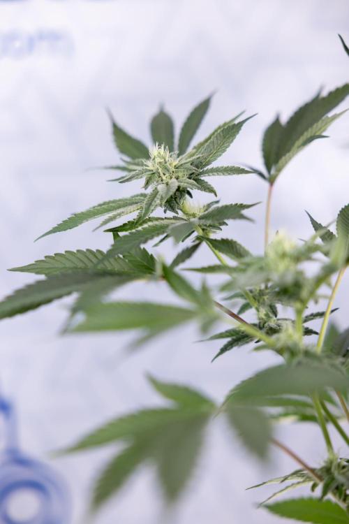 Georgia Pie #2 - Zamnesia x B&B. Week 8 - Georgia Pie #2 - No Techniques - 3rd Bloom