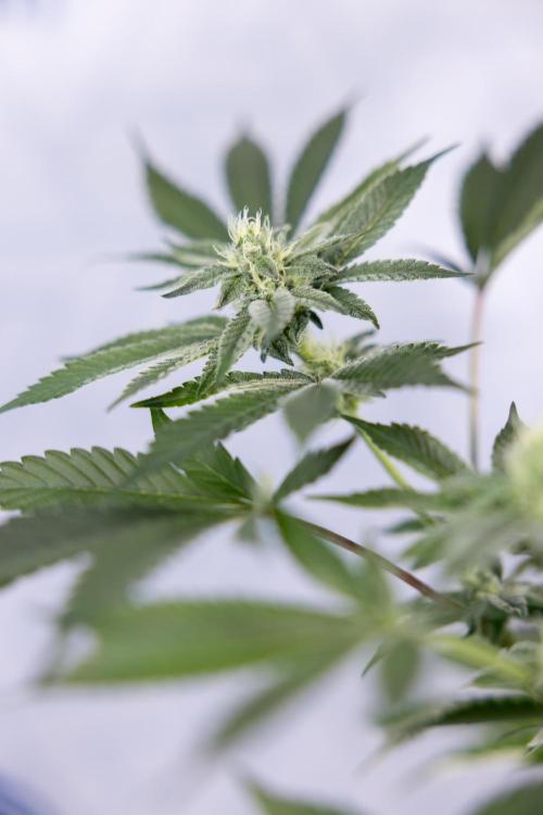 Georgia Pie #2 - Zamnesia x B&B. Week 8 - Georgia Pie #2 - No Techniques - 3rd Bloom