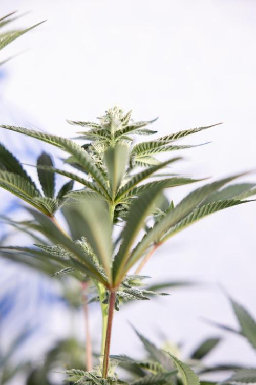 Georgia Pie #2 - Zamnesia x B&B. Week 8 - Georgia Pie #2 - No Techniques - 3rd Bloom