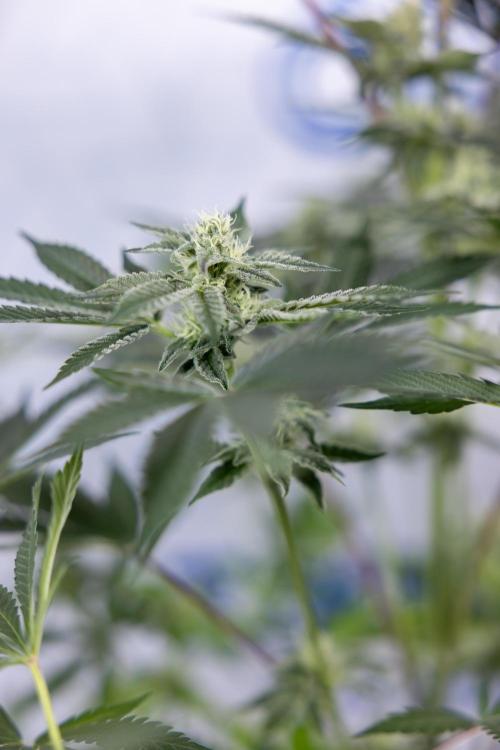 Georgia Pie #2 - Zamnesia x B&B. Week 8 - Georgia Pie #2 - No Techniques - 3rd Bloom