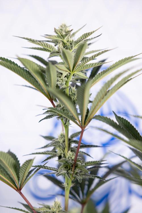 Georgia Pie #2 - Zamnesia x B&B. Week 8 - Georgia Pie #2 - No Techniques - 3rd Bloom