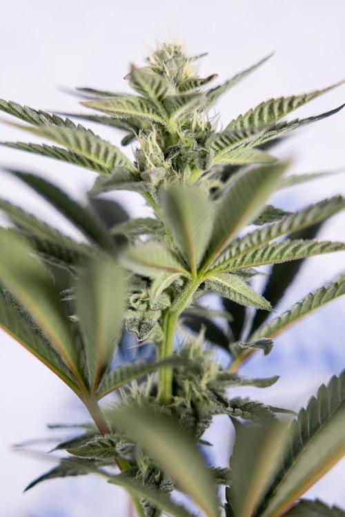 Georgia Pie #2 - Zamnesia x B&B. Week 8 - Georgia Pie #2 - No Techniques - 3rd Bloom