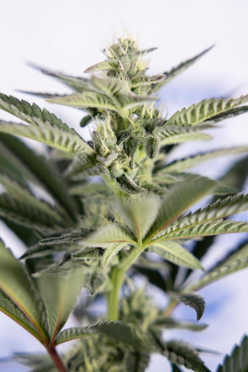 Georgia Pie #2 - Zamnesia x B&B. Week 8 - Georgia Pie #2 - No Techniques - 3rd Bloom