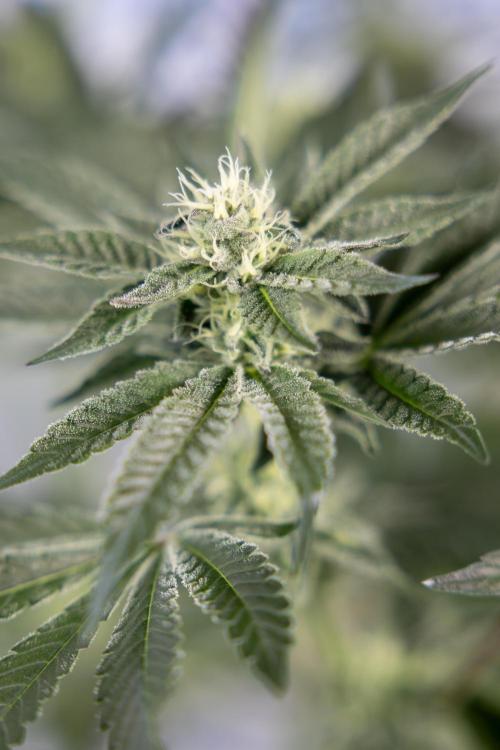 Georgia Pie #2 - Zamnesia x B&B. Week 8 - Georgia Pie #2 - No Techniques - 3rd Bloom