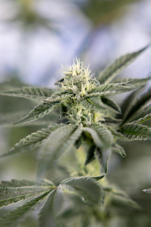 Georgia Pie #2 - Zamnesia x B&B. Week 8 - Georgia Pie #2 - No Techniques - 3rd Bloom