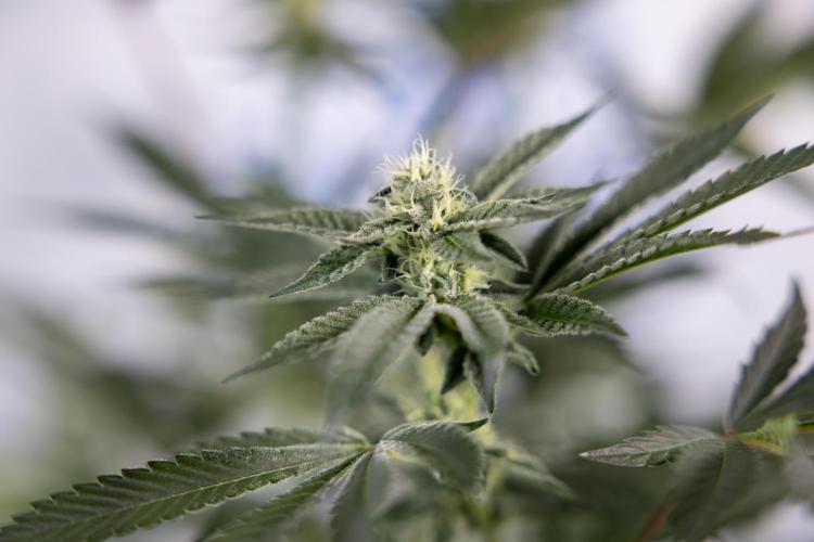 Georgia Pie #2 - Zamnesia x B&B. Week 8 - Georgia Pie #2 - No Techniques - 3rd Bloom