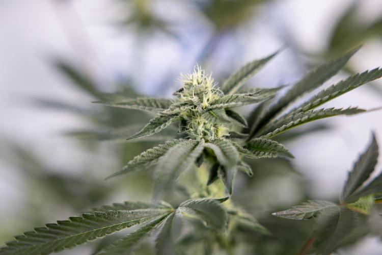 Georgia Pie #2 - Zamnesia x B&B. Week 8 - Georgia Pie #2 - No Techniques - 3rd Bloom