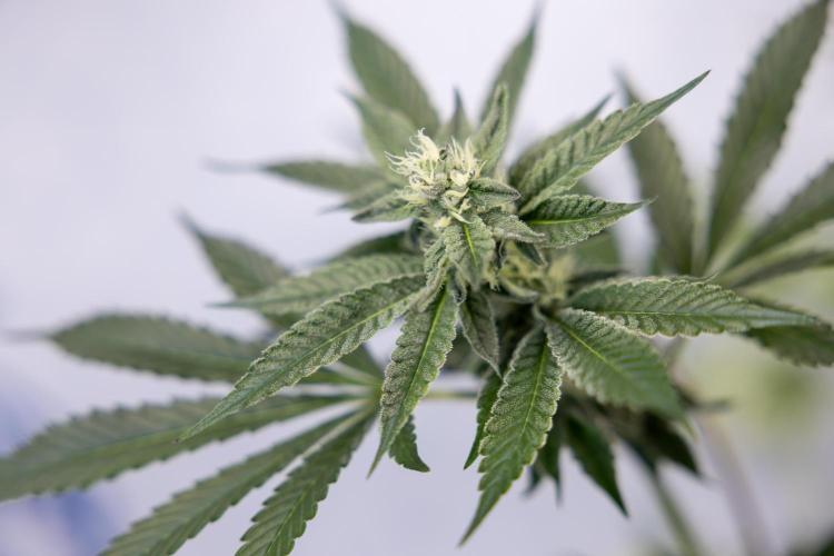 Georgia Pie #2 - Zamnesia x B&B. Week 8 - Georgia Pie #2 - No Techniques - 3rd Bloom