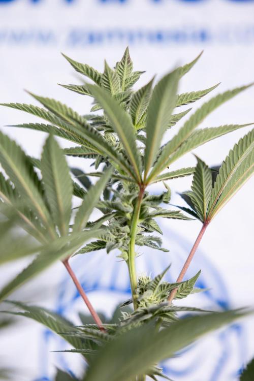 Georgia Pie #2 - Zamnesia x B&B. Week 8 - Georgia Pie #2 - No Techniques - 3rd Bloom