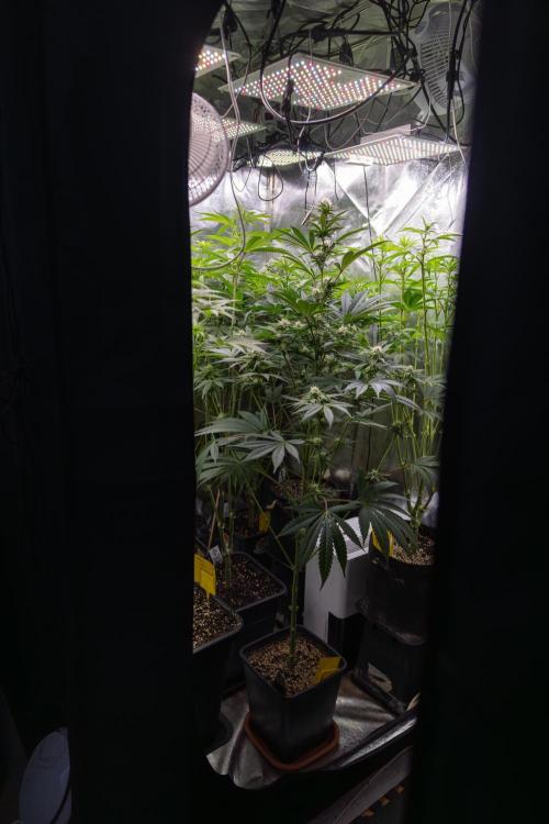 Georgia Pie #2 - Zamnesia x B&B. Week 8 - Zamnesia x Plagron Second Photoperiodic Box