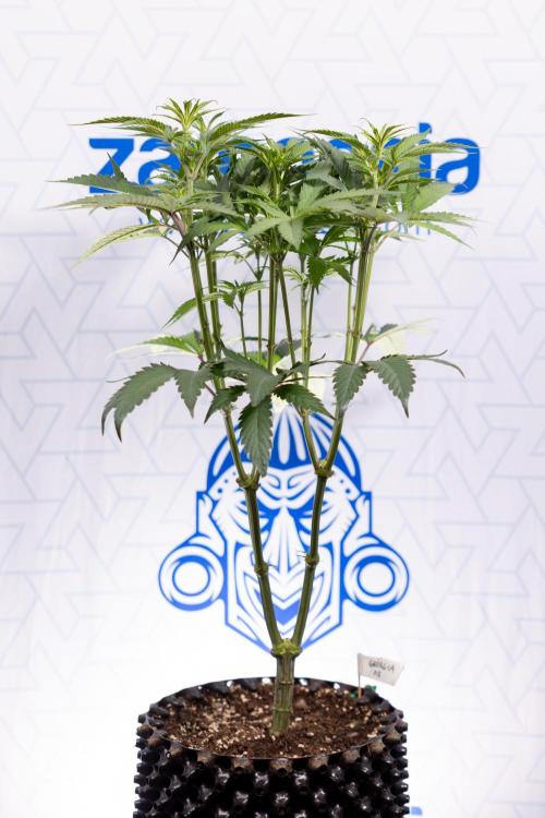 Georgia Pie #1 - Zamnesia x B&B. Week 8 - Georgia Pie #1 - Topping x16 - 1st Week Bloom