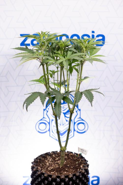 Georgia Pie #1 - Zamnesia x B&B. Week 8 - Georgia Pie #1 - Topping x16 - 1st Week Bloom