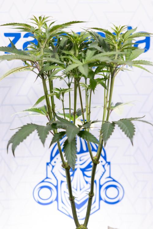 Georgia Pie #1 - Zamnesia x B&B. Week 8 - Georgia Pie #1 - Topping x16 - 1st Week Bloom