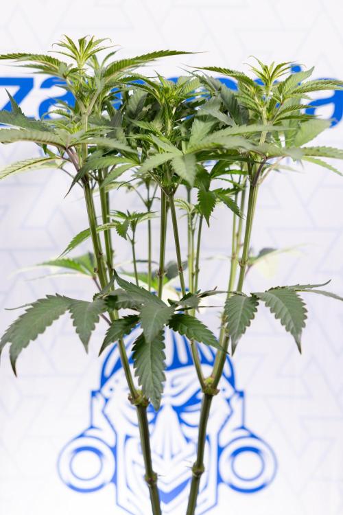 Georgia Pie #1 - Zamnesia x B&B. Week 8 - Georgia Pie #1 - Topping x16 - 1st Week Bloom