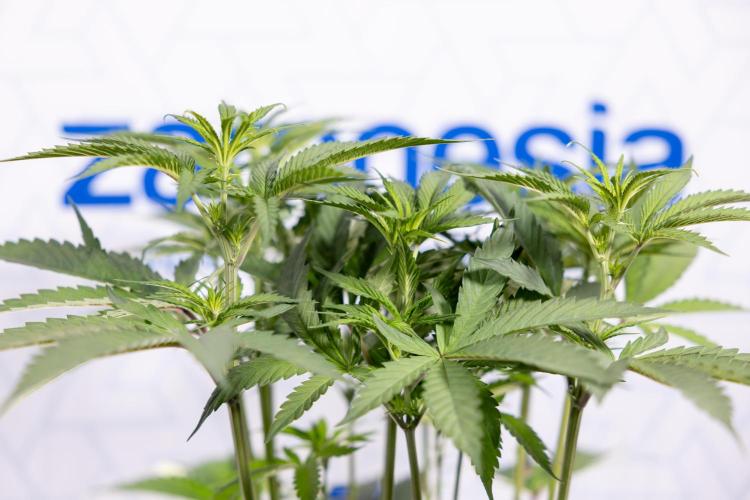 Georgia Pie #1 - Zamnesia x B&B. Week 8 - Georgia Pie #1 - Topping x16 - 1st Week Bloom